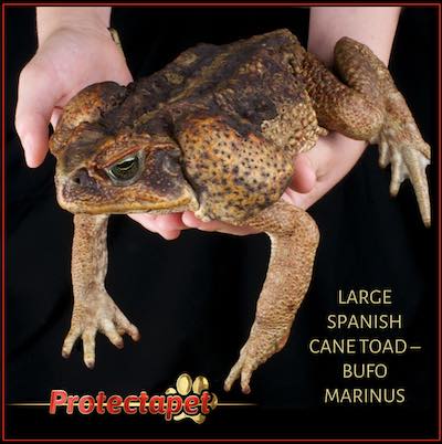 How big do cane toads grow?